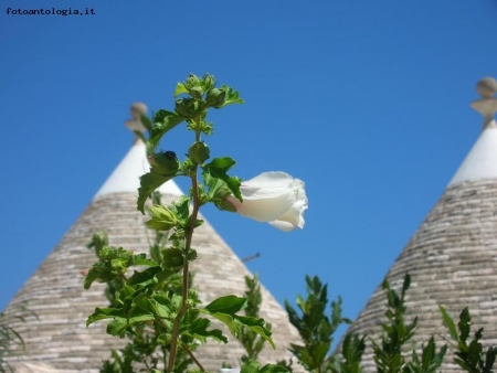 Trulli nella natura