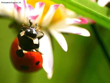 la coccinella e il fiore...