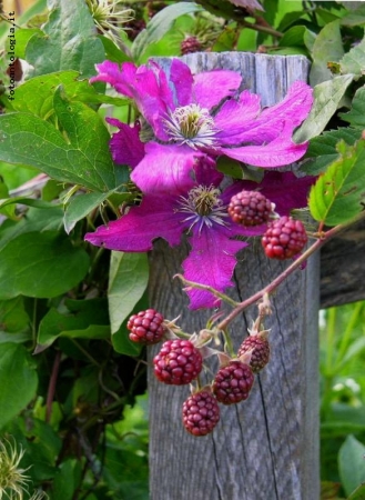 fiori&frutti