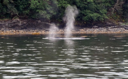 Whale watching #1