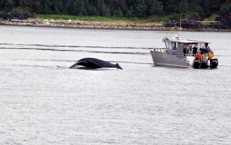 Whale watching #2