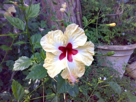 Hibiscus