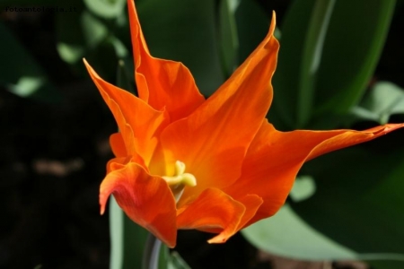 Tulipano