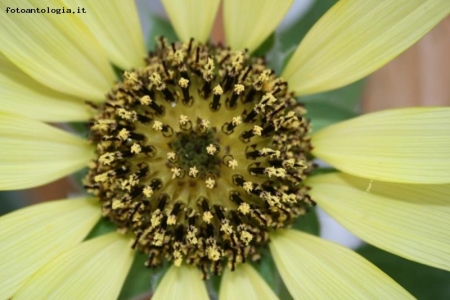 ...tanti piccoli girasoli