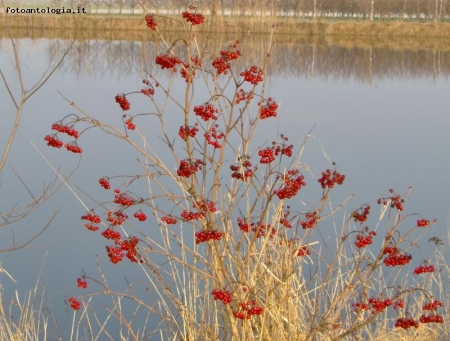 l'inverno e le bacche rosse