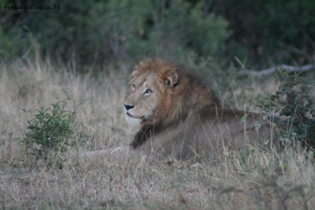 Alba nella savana