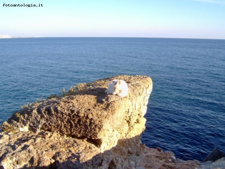 cullato dal rumore del mare