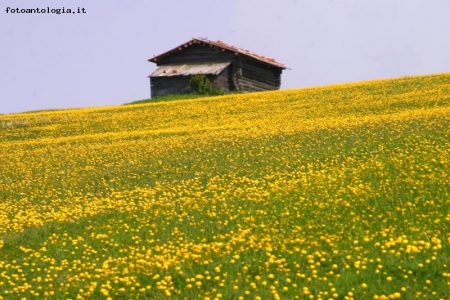 immersa nel giallo...