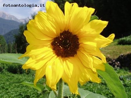 girasole