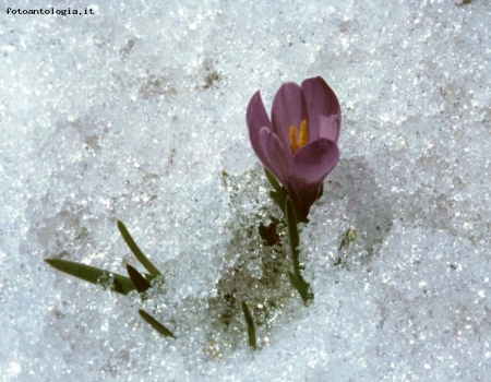 Fioritura nella neve