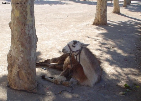 parcheggio lama