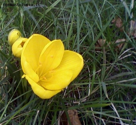 Crocus.Fiore autunnale