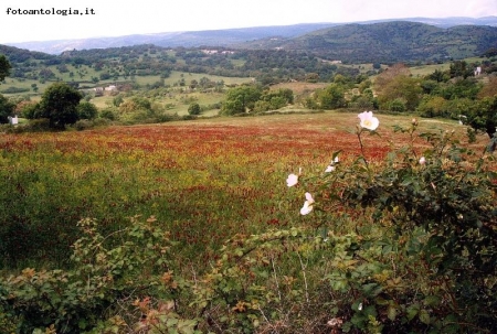 campo fiorito