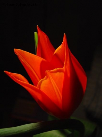 il tulipano