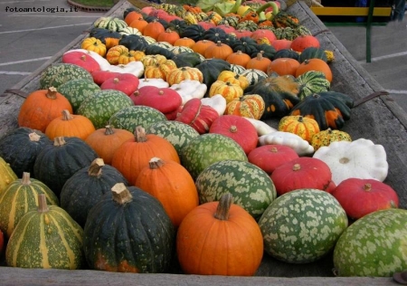 la sagra della zucca