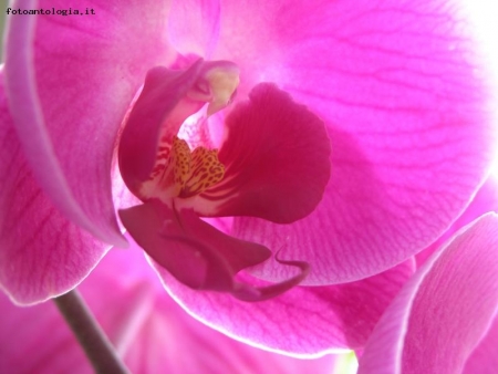 Particolare di Orchidea