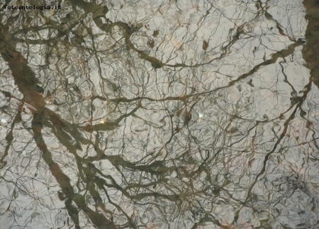 alberi riflessi