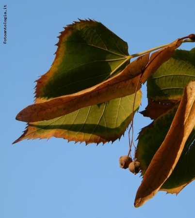 Autunno