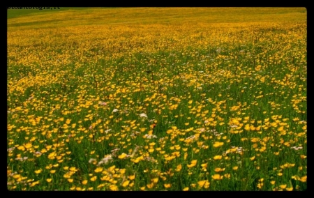 verde,giallo!!