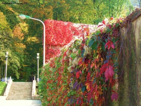Colori d'autunno