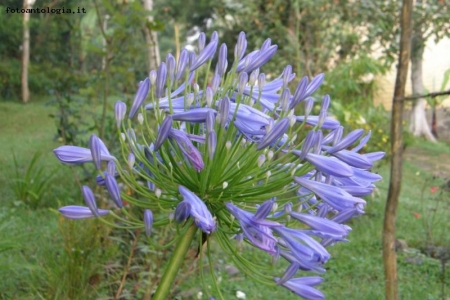 STRANO FIORE IN ETIOPIA