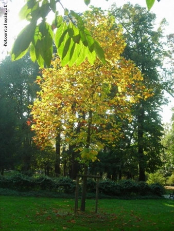 colori d'autunno