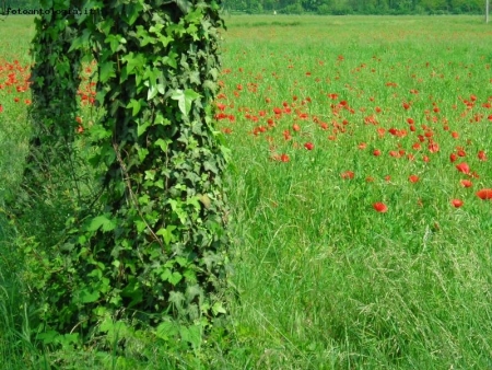 la mia primavera