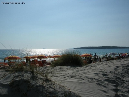 Solleone sulla spiaggia