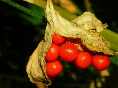 frutti d'autunno