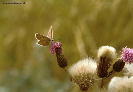 Farfalla 2