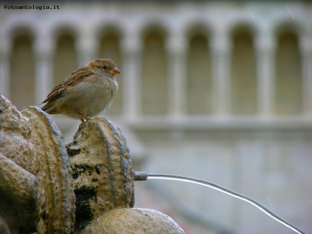Passerotto