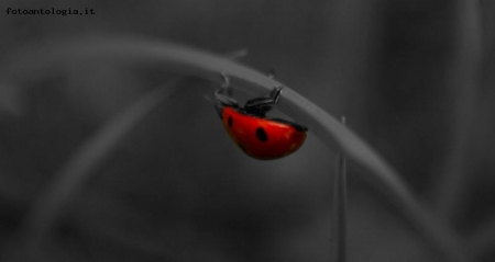coccinella!!
