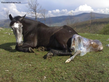 cavallino appena nato