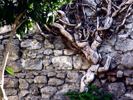 Pianta nel muro