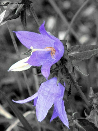 Fiore di montagna...
