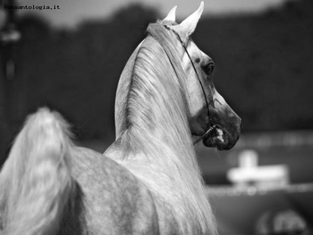 arabian horse