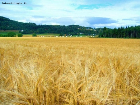 in un mare di grano