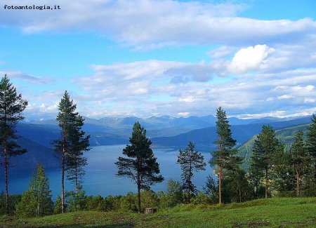 abeti sul Nordalfjord