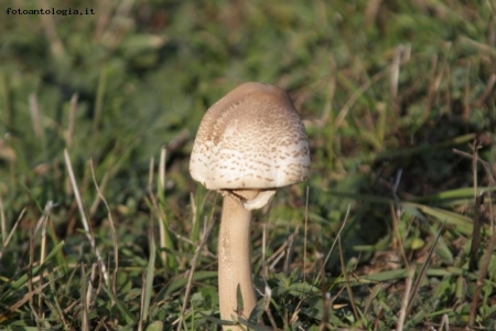 Autunno -funghi -