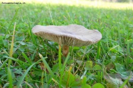 il fungo