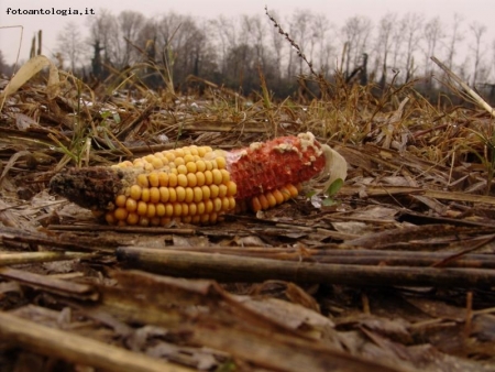 DIMENTICATA NEL CAMPO