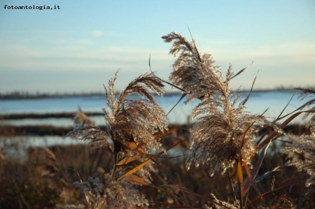 Canneto in fioritura