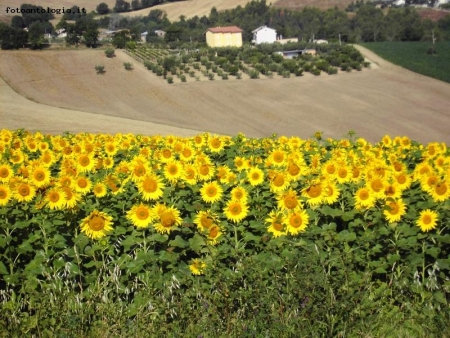 girasoli