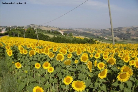 campagna