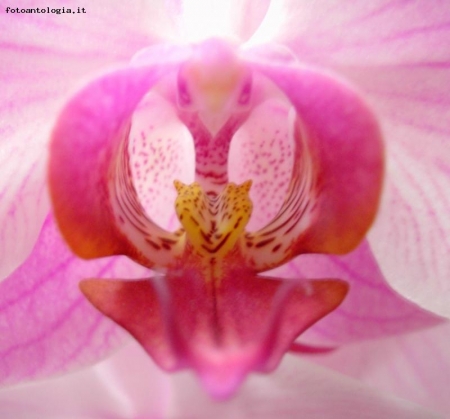 orchidea