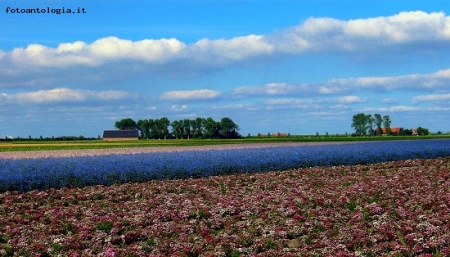 Campi di fiori