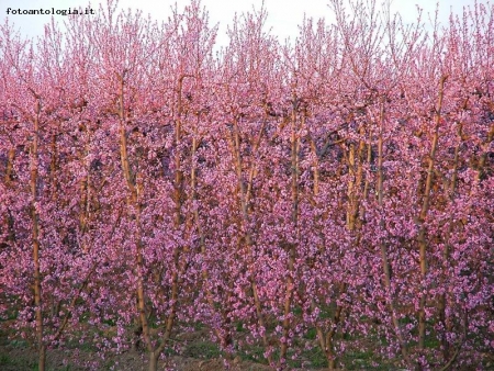 i peschi di marzo