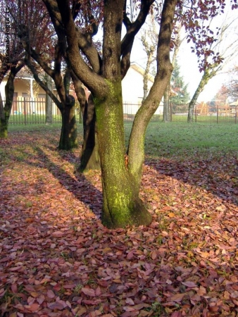 Colori d'autunno