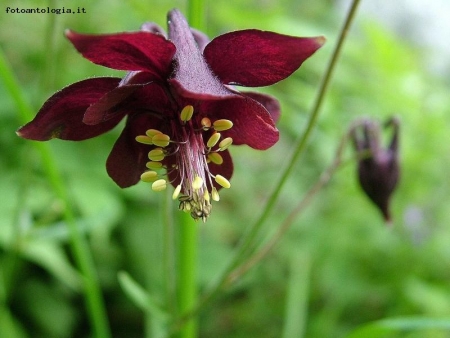 aquilegia