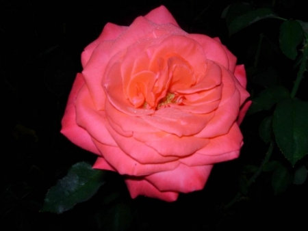 Rosa